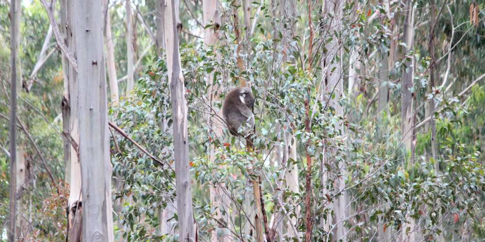 koala blue gum plantation