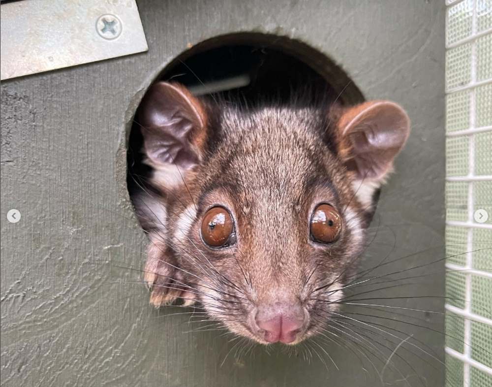 Ringtail possum cute in nestbox