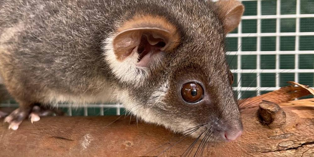 rehabilitated orphan possum