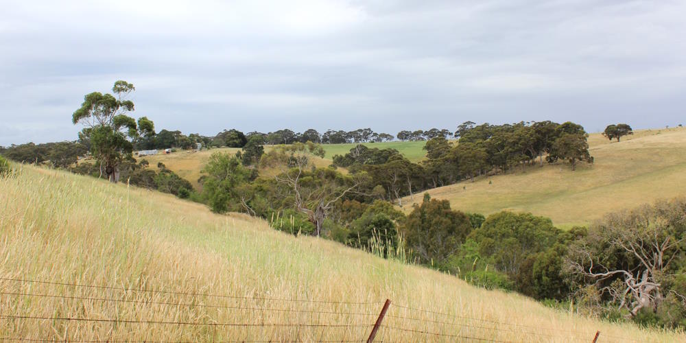koala tree planting project victoria