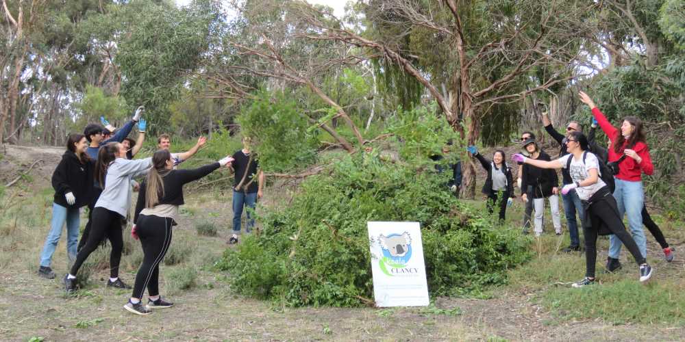 koala weeding boneseed you yangs