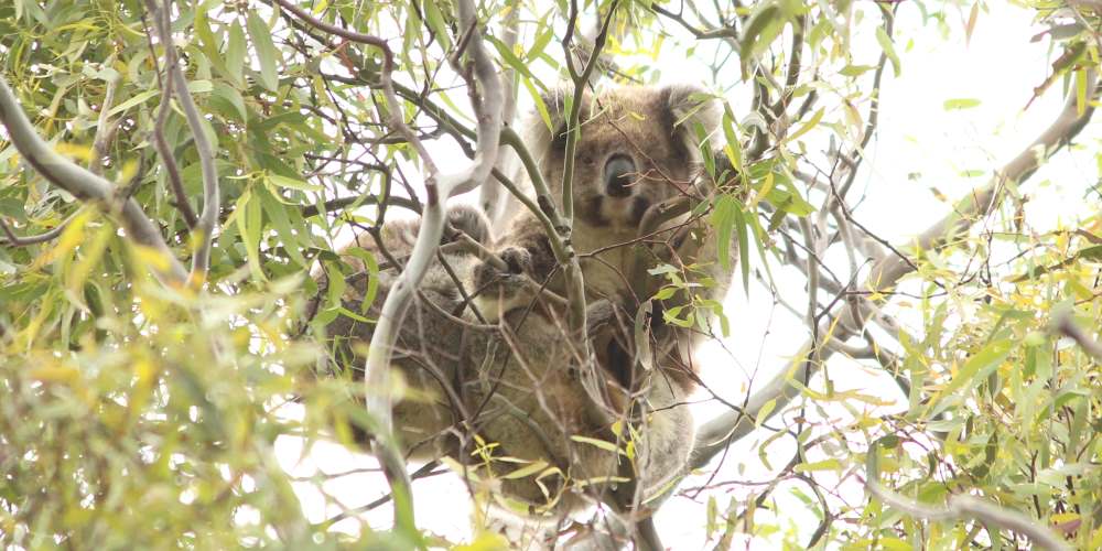 koala mum joey 2022