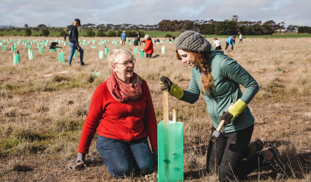 koala tree planting janet rice sarah mansfield