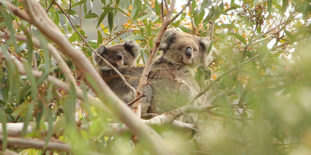 mother koala joey 2022