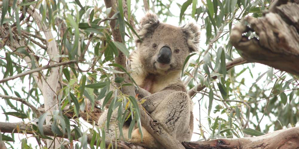 male koala in Manna Gum