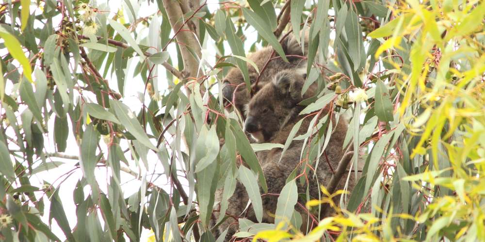 koala mother joey You Yangs