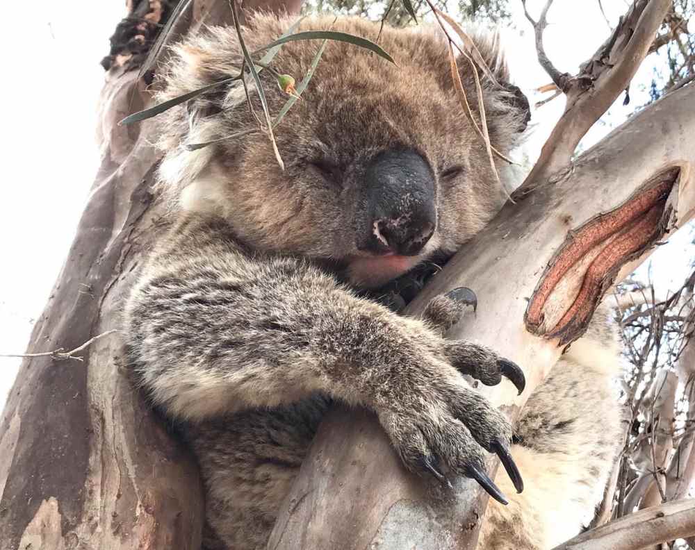 koala on tree planting site