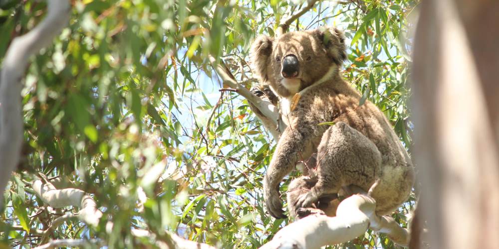 3 year old male koala