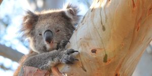 koala in Blue Gum local extinction