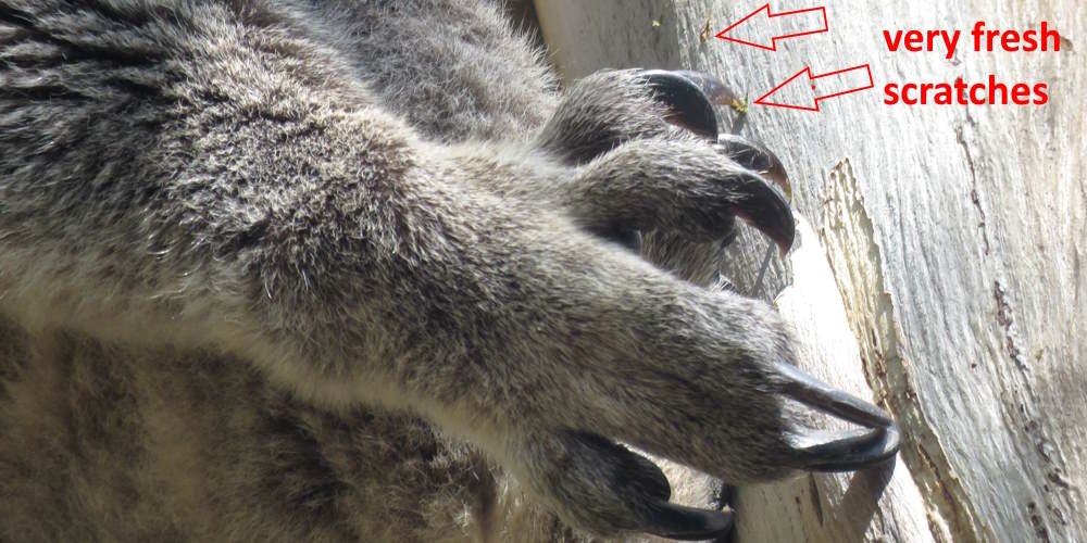 koala forepaw and scratches