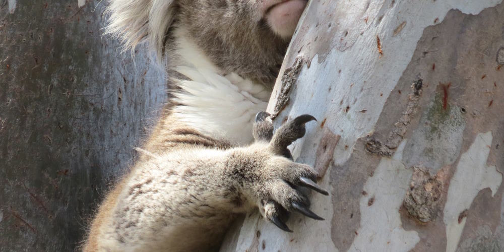 koala hands claws paws