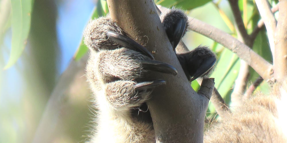 koala hand grip around branch