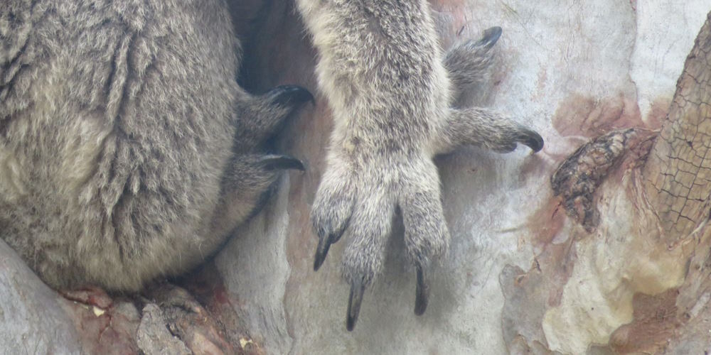 koala hand at rest