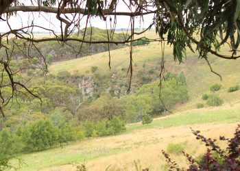 koala tree planting site moorabool
