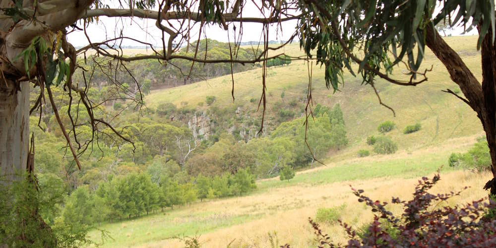koala tree planting site moorabool