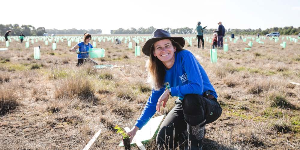 Koala Clancy tree planting