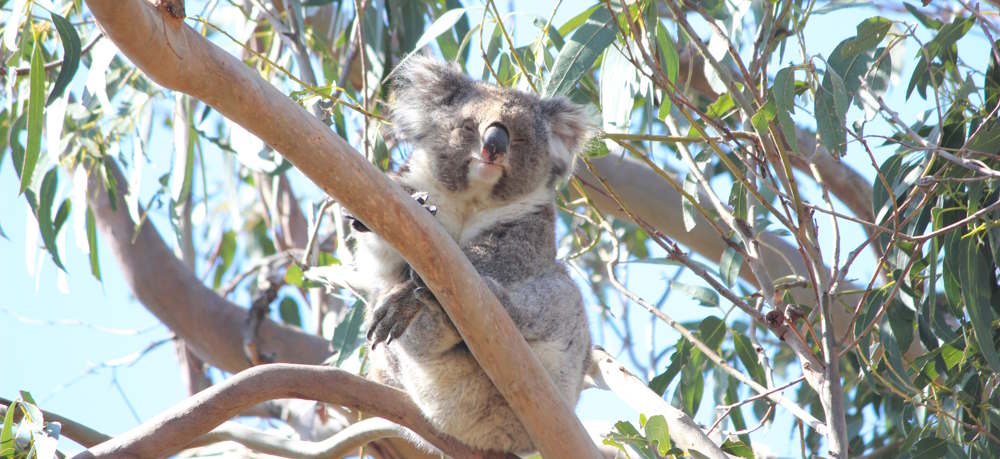 koala dream trees Moorabool River