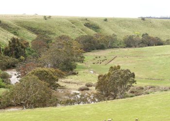 101 Koala Road Gnarwarre tree planting site