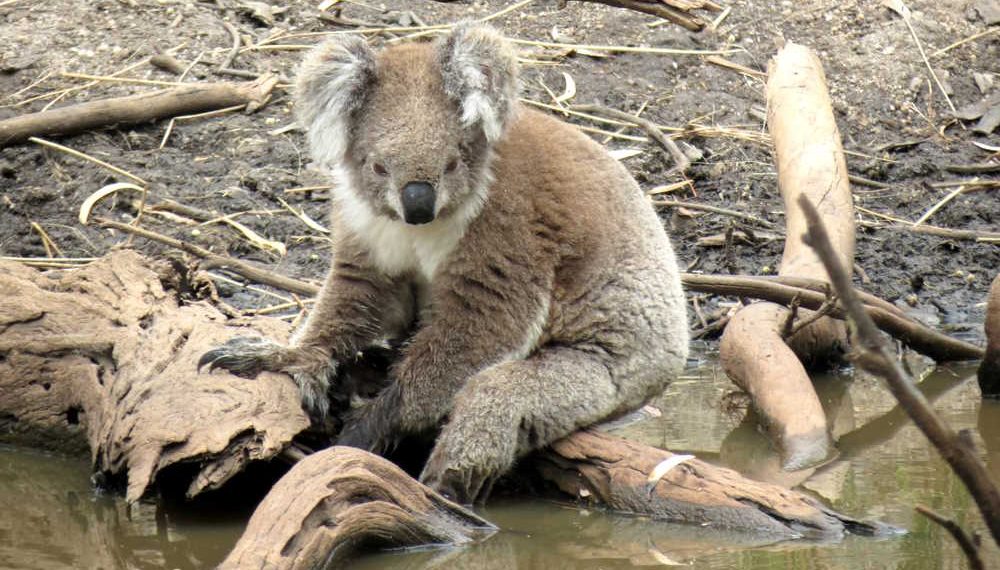 Victorian koala in water heatwave