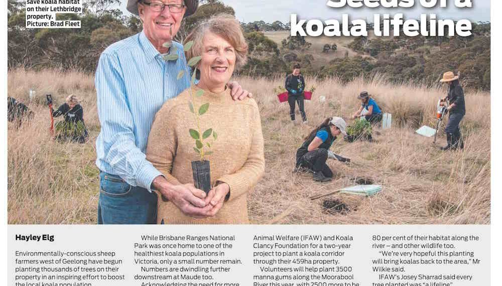 Koala Clancy Foundation Herald Sun
