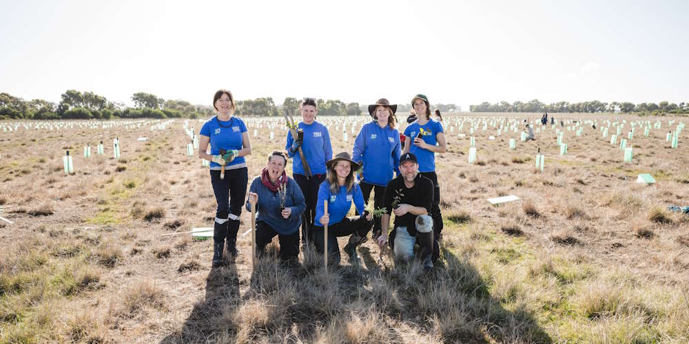 koala clancy foundation plants 100000 trees