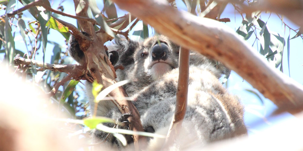 Goora female koala nose pattern