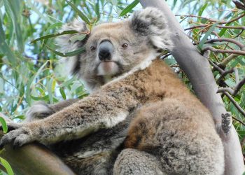 koala female with joey You Yangs