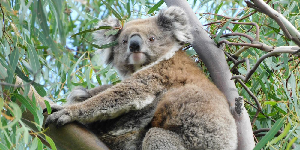 koala female with joey You Yangs