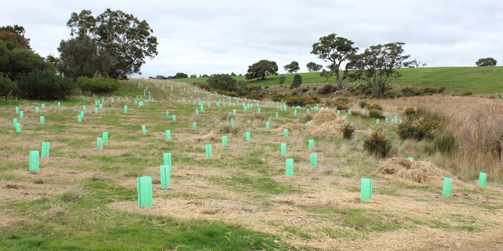 tree planting site Victoria after