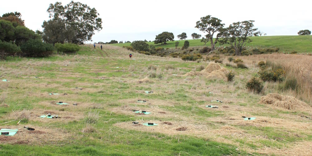 tree planting site Victoria before