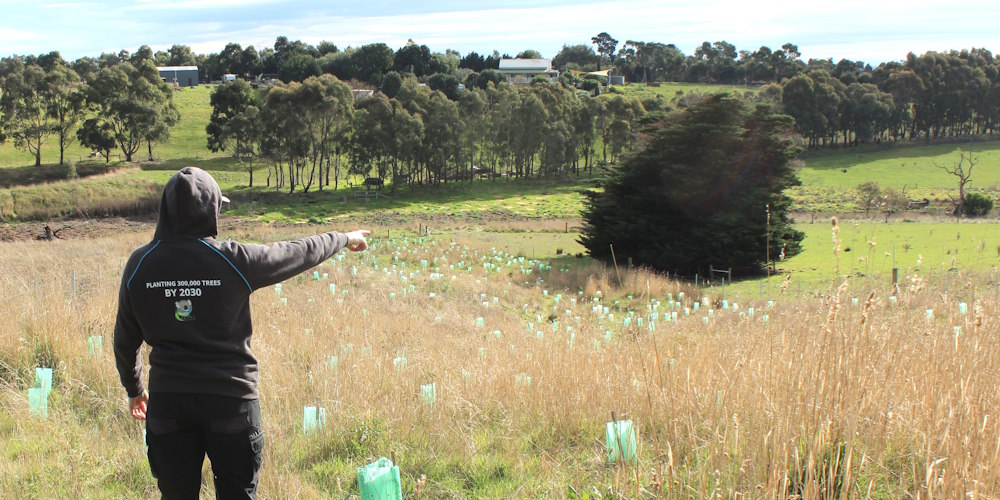 tree planter pointing out trees planted for koalas