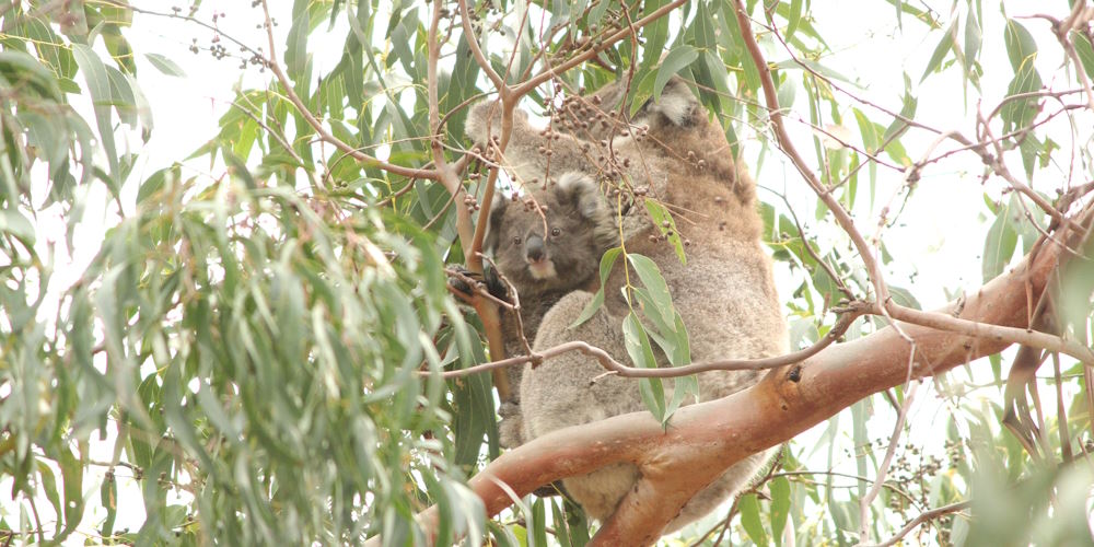 Koala mother with joey You Yangs