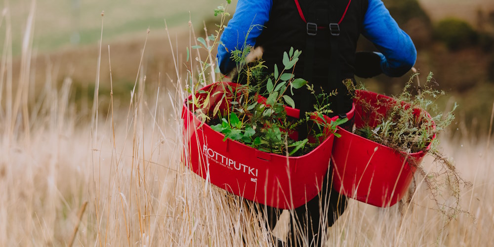 record breaking tree planting kidney trays koala trees