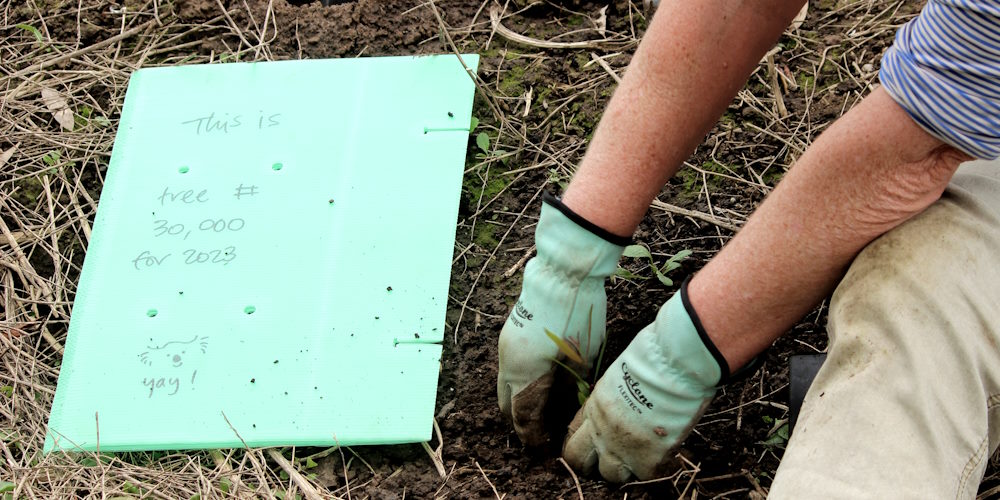 30000th tree planted for 2023