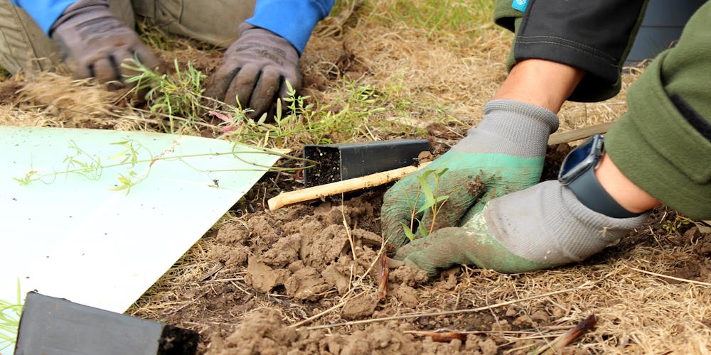 tree planting hands