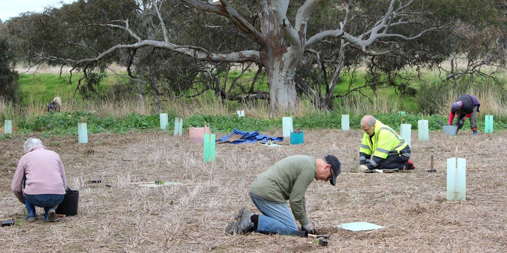 community volunteers planting trees to save koalas from extinction