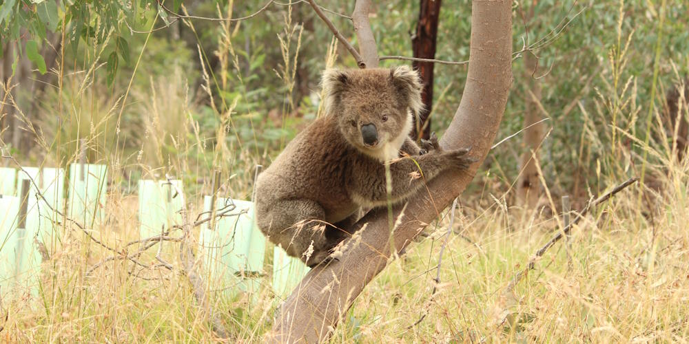 koala on tree planting site