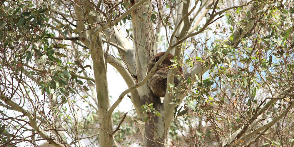 koala on tree planting site