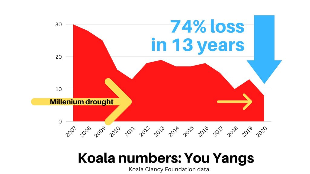 you yangs koala decline graph