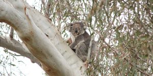 koala sighting on revegetation site