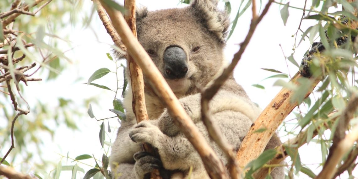 One Woman’s Knitting Passion to Save Australia’s Koalas