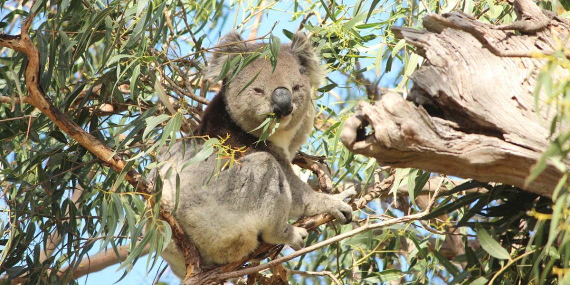 Koala Christmas 2023
