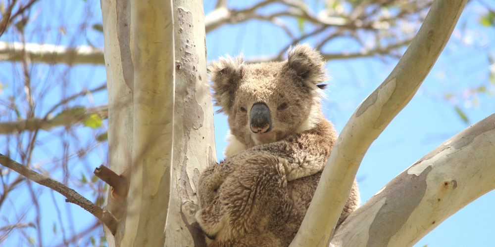 Koala Moorabool River tree planting