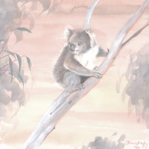 Female Koala –  colour limited edition print