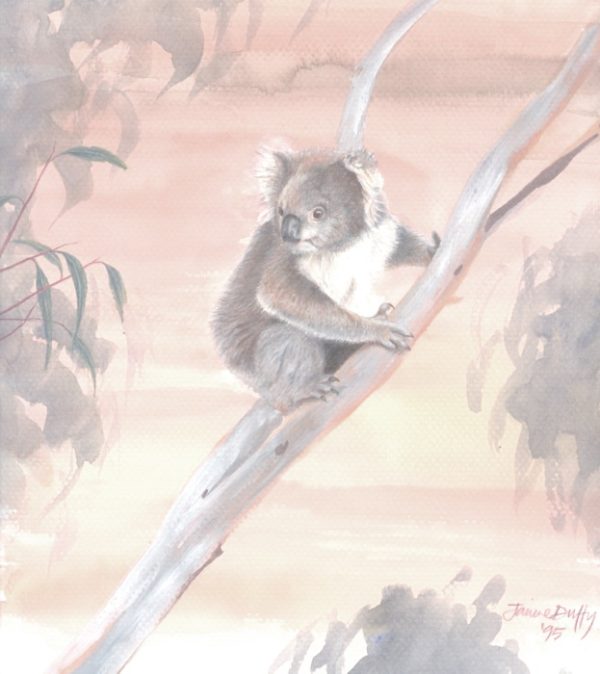 Female Koala -  colour limited edition print