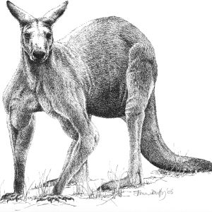 Male Eastern Grey Kangaroo – black and white print