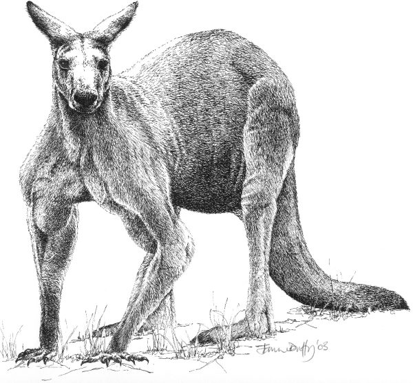 Male Kangaroo print by Janine Duffy