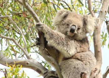 cute adult female koala 2023