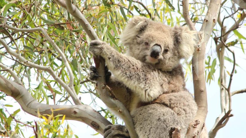 cute adult female koala 2023