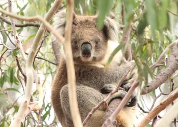 male koala 2023 You Yangs